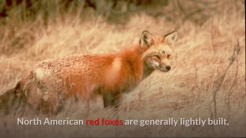 Red Fox || Description, Characteristics and Facts!