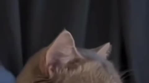 Cute and funny cat video.