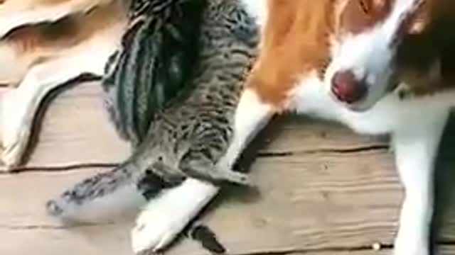 Dog Enjoys Nursing Cats