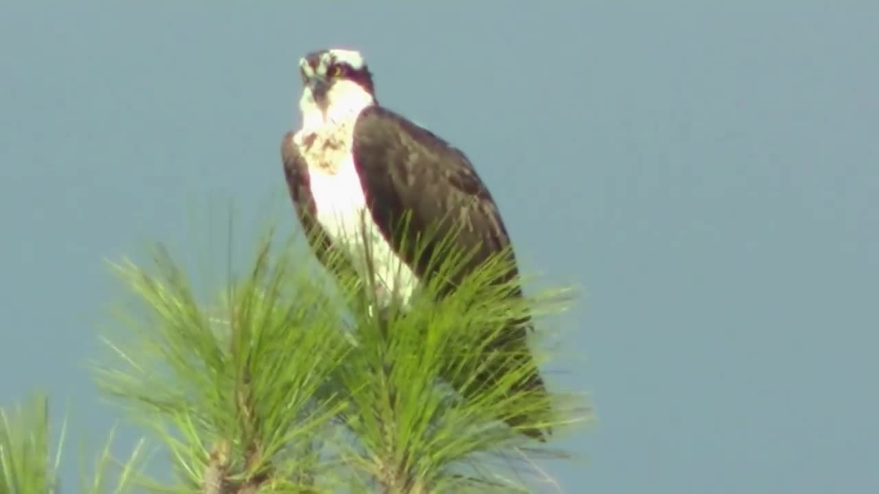 The Beautiful Flight of the Osprey Bird of Prey