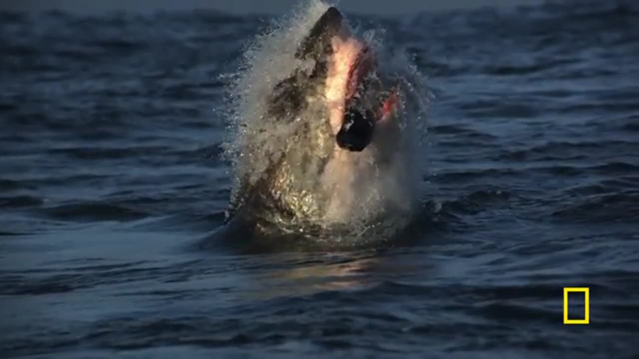 How Baby Sharks Survive in a Dangerous World