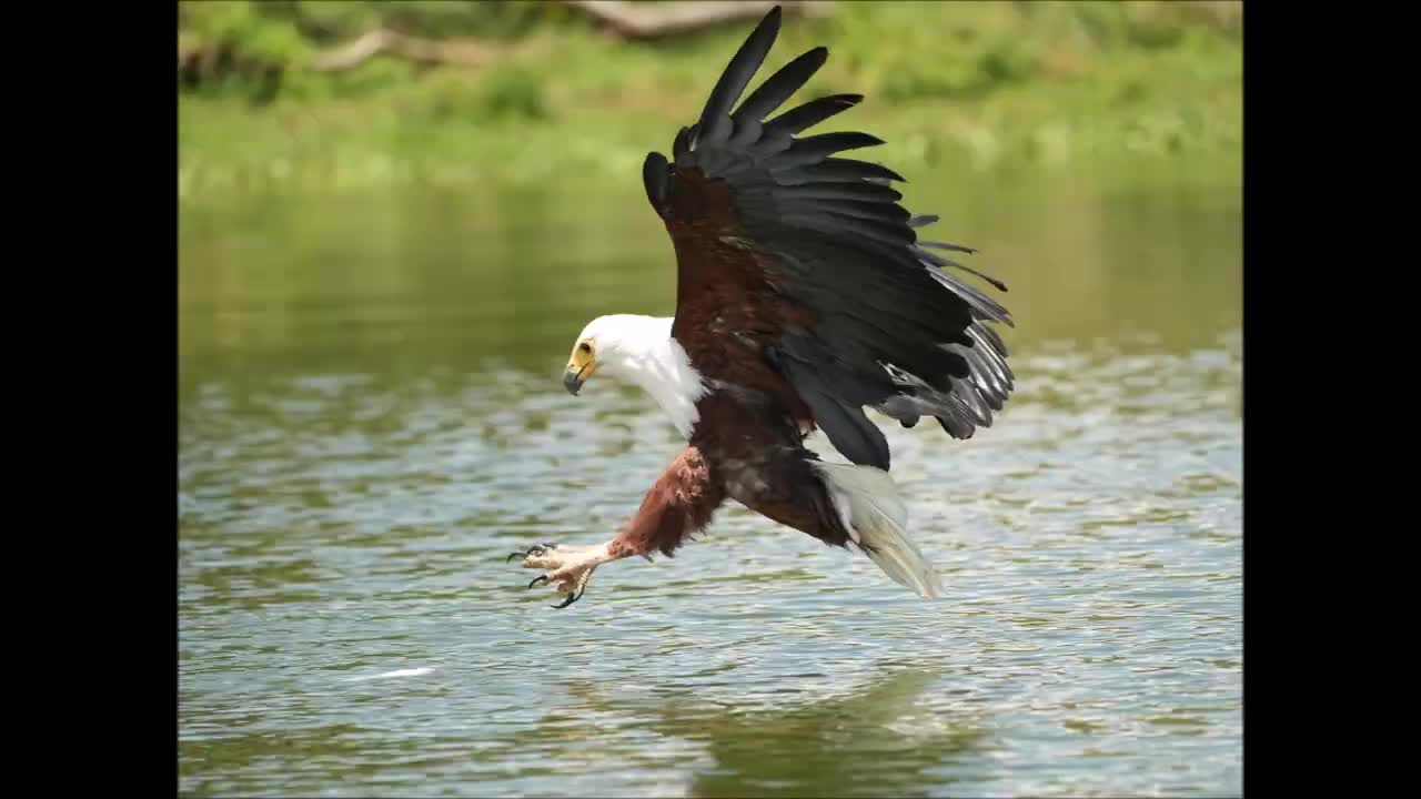 African Fish Eagle. Lake Naivasha, Kenya. Oct 2022