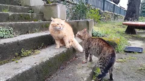 Real Cat Fight ,So funny cats-compilation