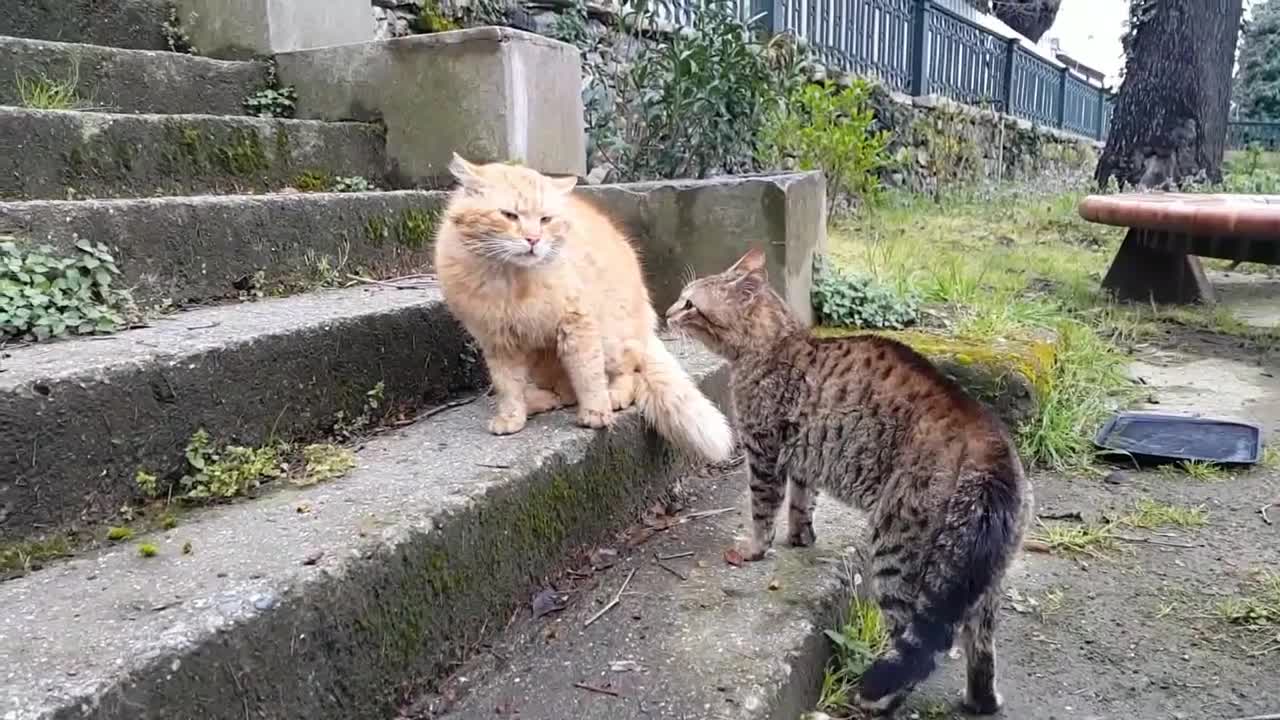 Real Cat Fight ,So funny cats-compilation