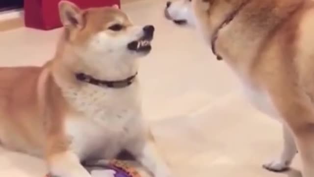 Funny moments of cats and dog | animal videos