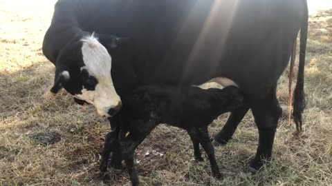 Anya Had Her Baby! Heifer!