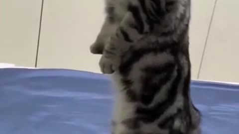 funny animals Cute animals🐈🐈‍⬛