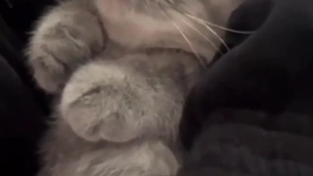 cute cat shorts❤#cat #cutecat