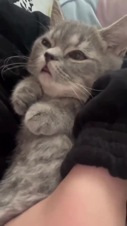 cute cat shorts❤#cat #cutecat