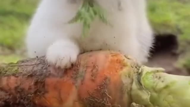 Cute bunny like eat carrot!