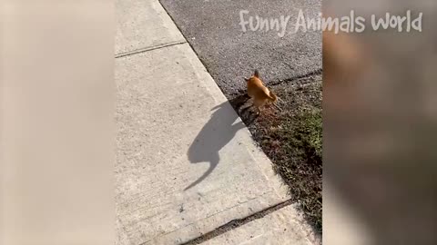 Funniest Cats And Dogs Videos 😁