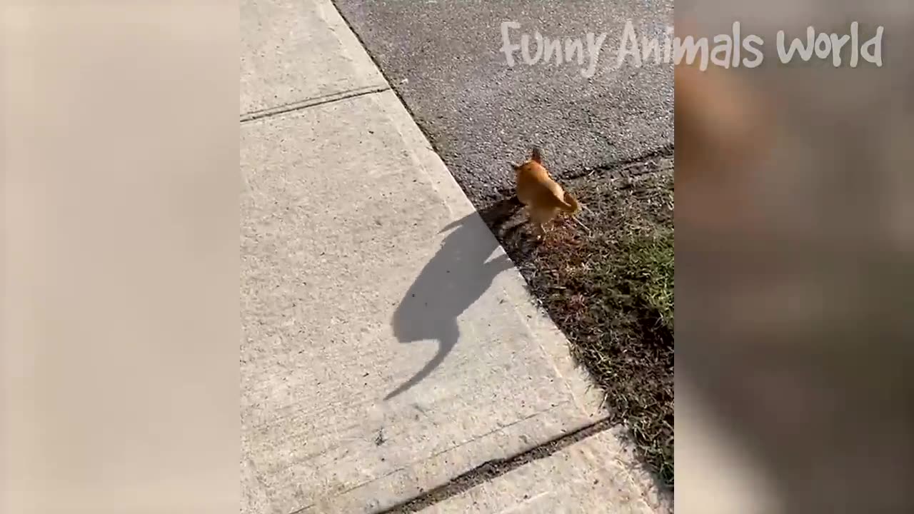 Funniest Cats And Dogs Videos 😁