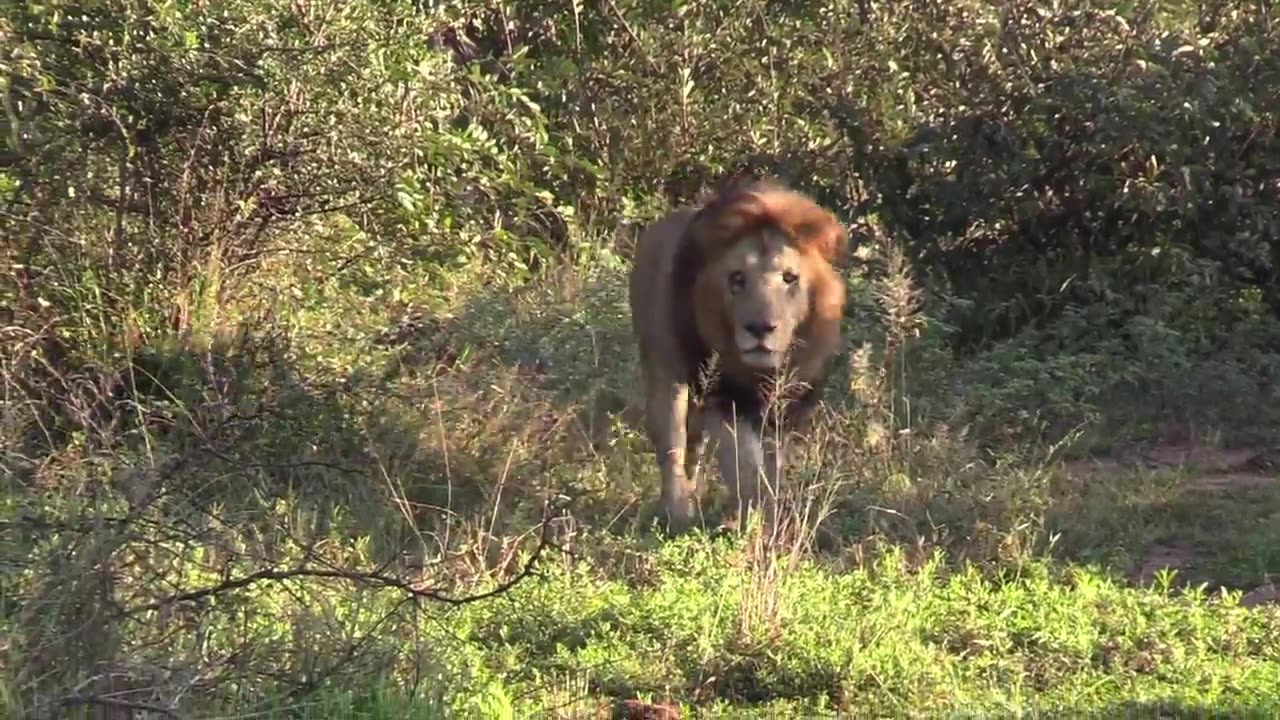 Watch as Lions jump over a stream at National Park,#nature #wildlife #wildlifephotography#animals