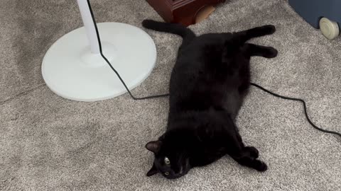 Cute Precious Piper Does Her Stretches While Guarding - Adopting a Cat from a Shelter Vlog
