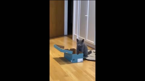 Funny cats and dogs