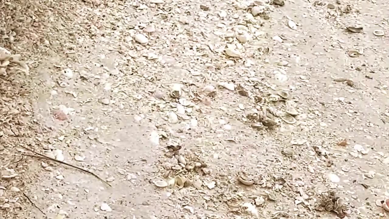 Finding that perfect Sand Dollar