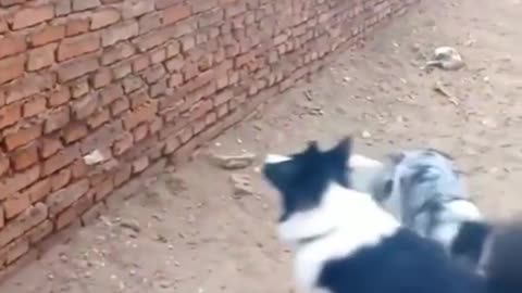 Cat And Dog Fight