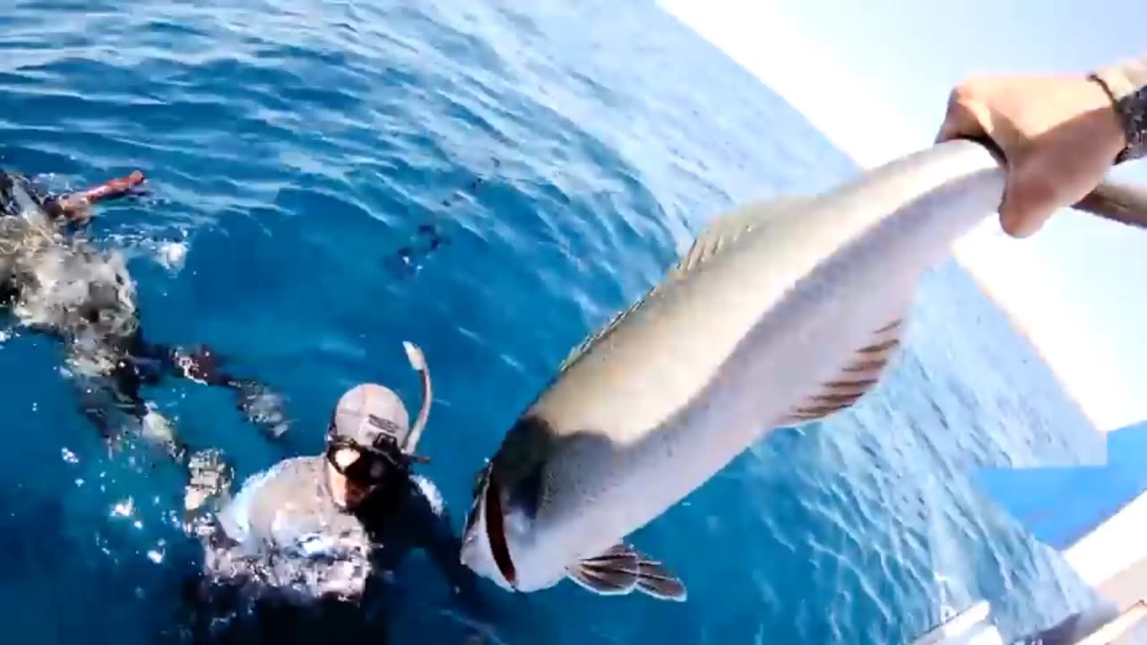 Diving with sharks and dangerous jellyfish . Short
