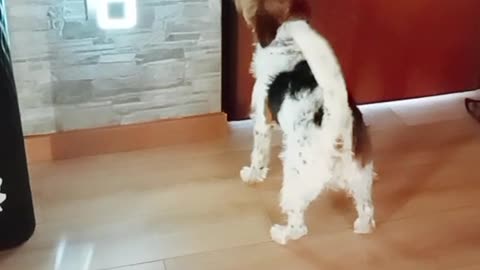 Il mio adorato cagnolino