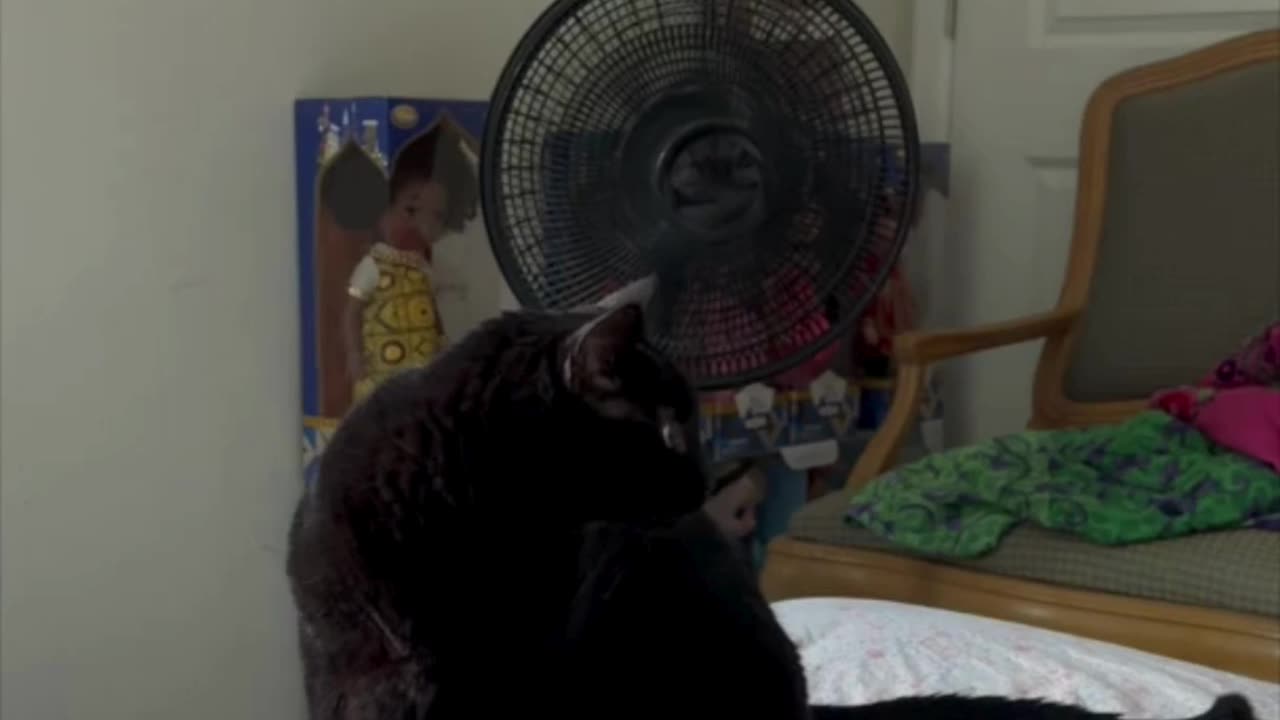 Cute Precious Piper is Ready to Use Her iPad - Adopting a Cat from a Shelter Vlog
