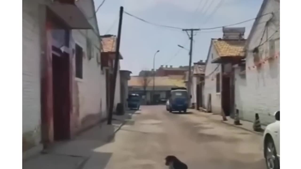 Dog forget he has four legs 😂😂😂😂