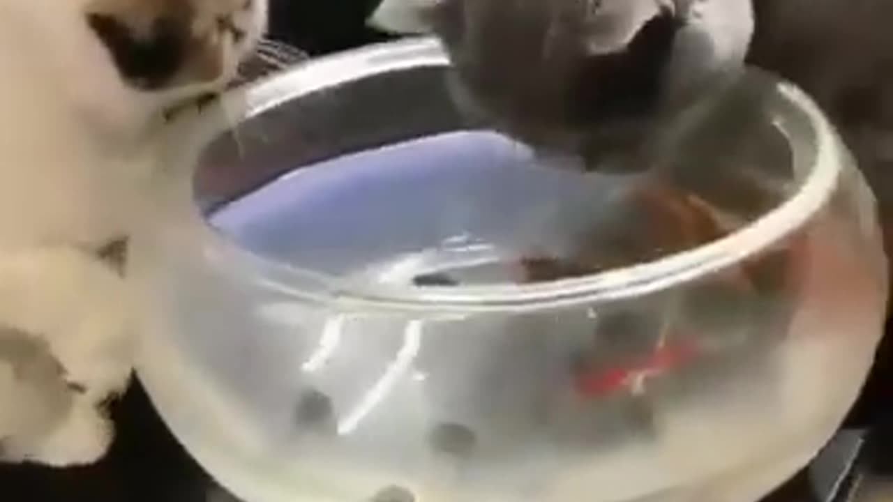 This Water Bowl is Mine, no no it's Mine #shorts #viral #shortsvideo #video