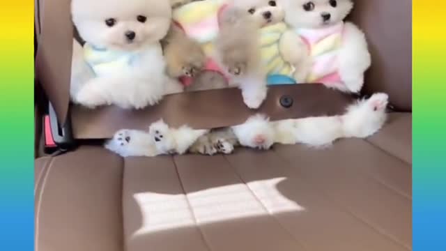 Adorable puppies