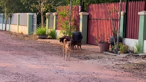 Three Dogs Protected The Children from The Strangers