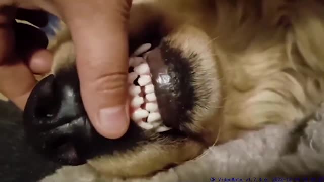 Cute Puppy,2022,funniest animals