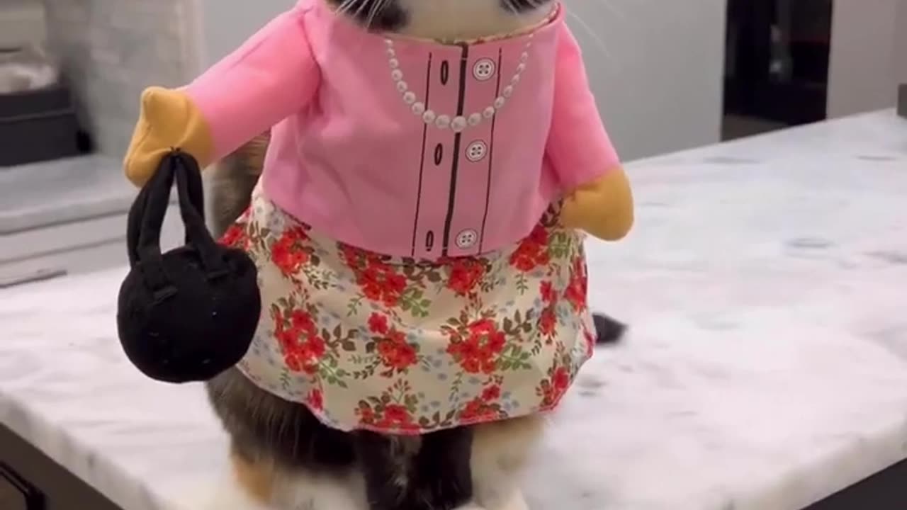 Funny cat 😺🐈 video 🤣🤣