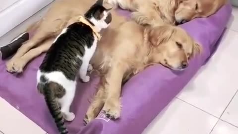 Sleep Love cat Dog