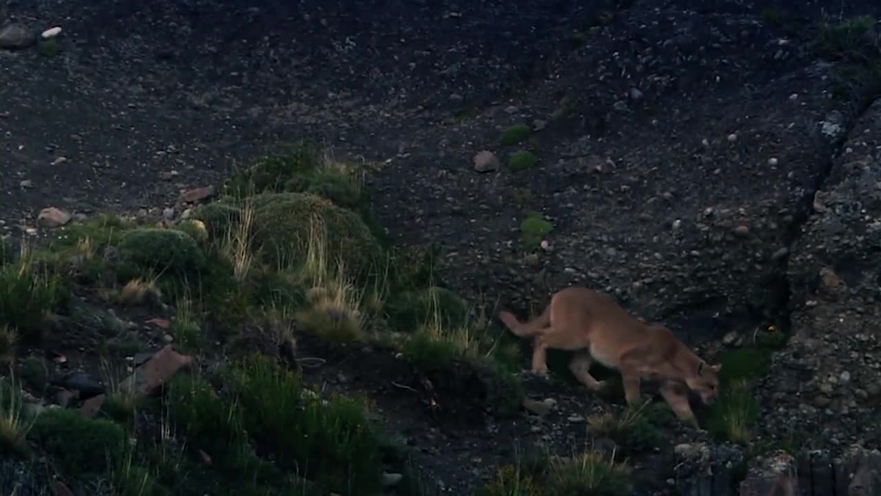 Lions is King But Fail! Mother Bear Save Her Baby From Puma Hunting, Giraffe vs Lions