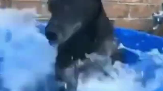 EXCITED DOG - FIRST TIME IN SWIMMING POOL # DAILY LAUGHS #shorts