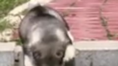 ❤🐶 😂 🐷❤ Fun with pets ❤🐶 😂 🐷❤