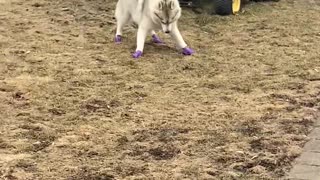 Pup is Pumped for Fancy Footwear