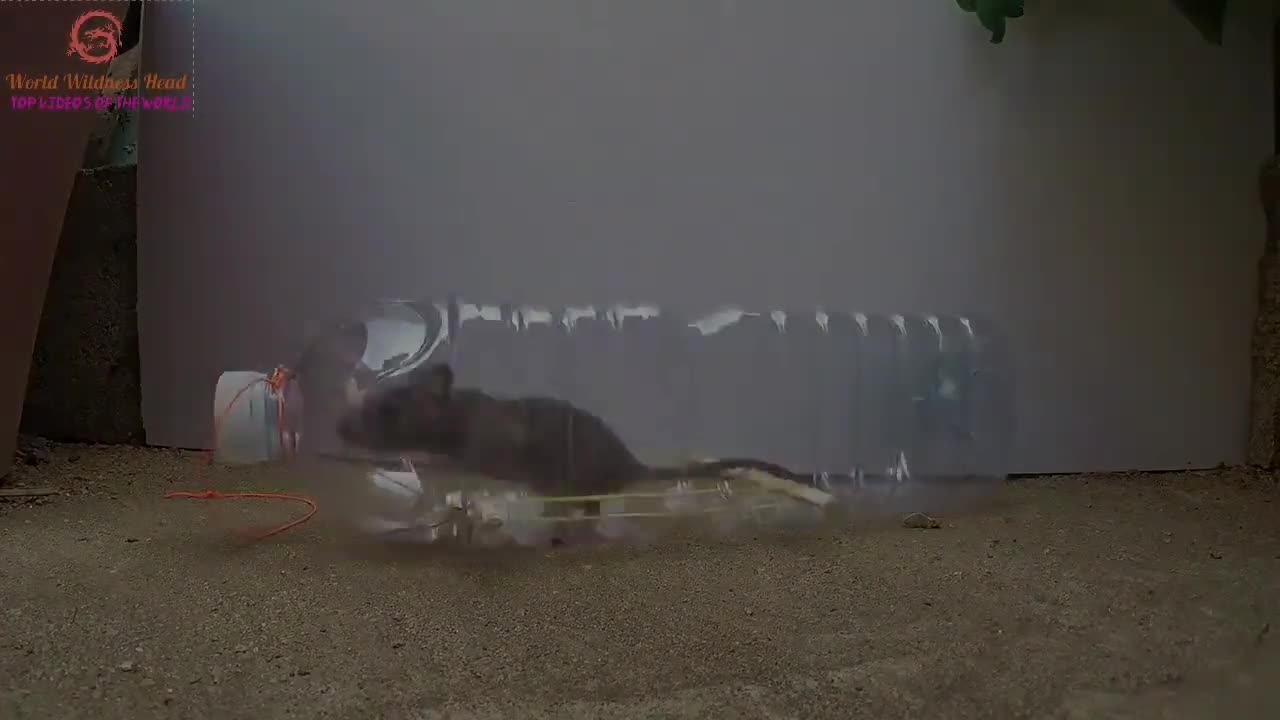 Mouse_Rat Trap How To Catch Mouse_Rat Using Plastic Bottle __ How To Catch Mouse