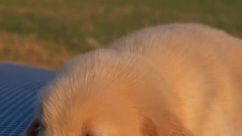 A golden retriever hungry for love