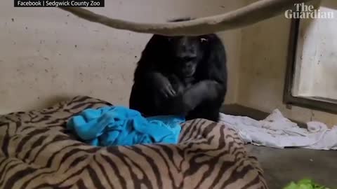 Emotional moment chimpanzee mother reunited with her baby