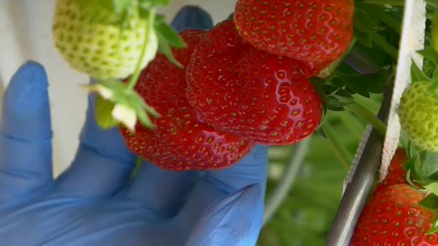 Colorful Berries #strawberry #blueberry #blackberry