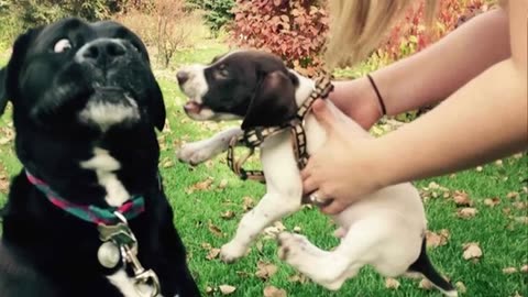 These Dogs Make You Forget All Your Problems