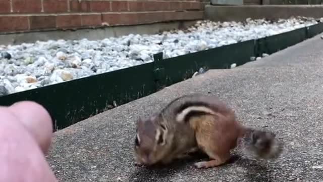 Before my first chipmunk Stinky passed she had a baby. Welcome Shooshi my precious angel