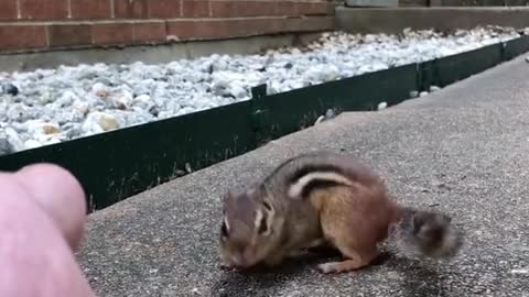 Before my first chipmunk Stinky passed she had a baby. Welcome Shooshi my precious angel