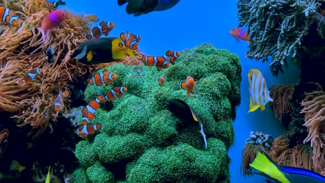 Where is the reel Nemo