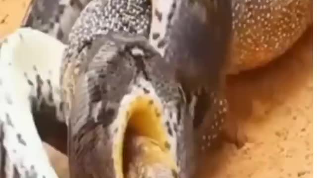 Monitor Lizard protect her Eggs from Python Snake attack