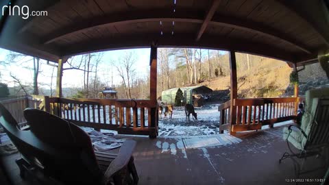 Deer 🦌 NW NC at The Treehouse 🌳 It finally got warm enough for Lady & the harem to get a snack 🌽