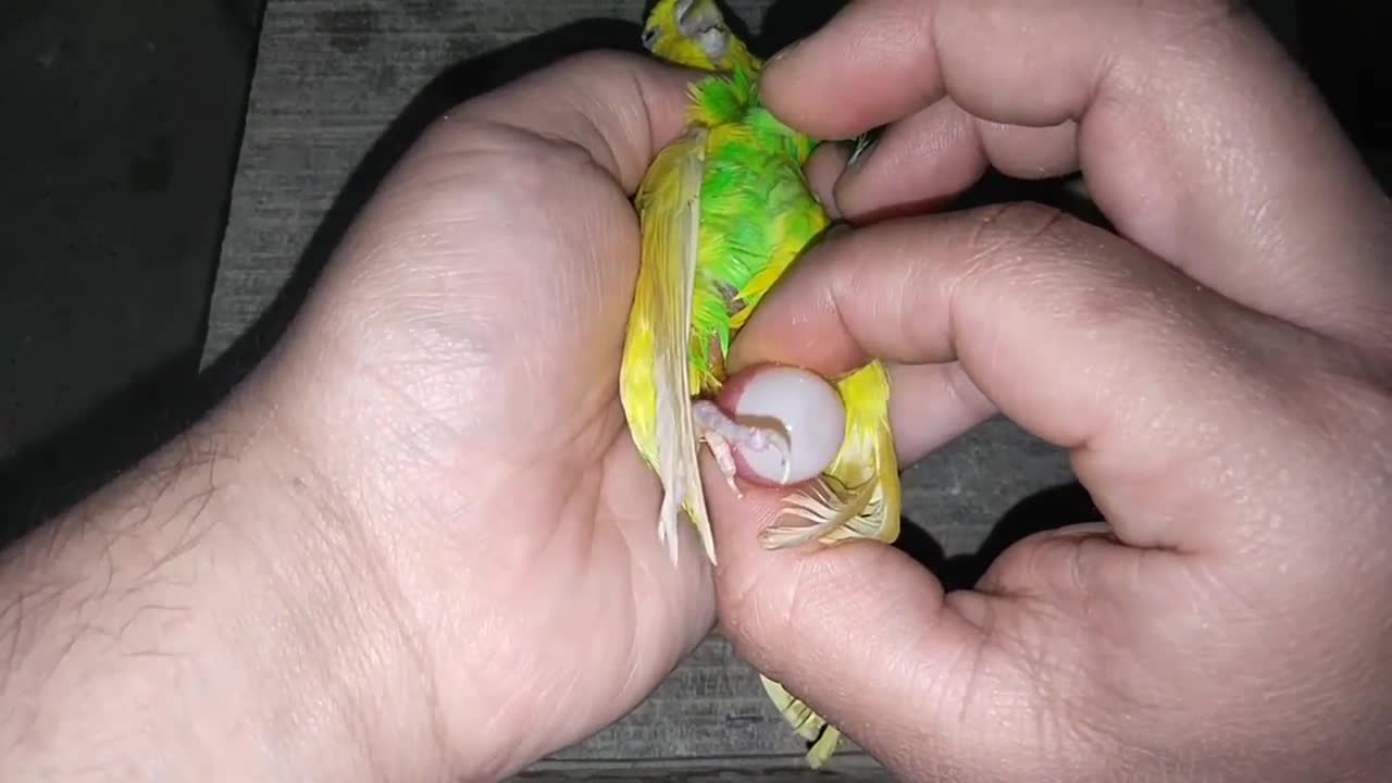 Egg binding issue in budgies Parrot - How to treatment