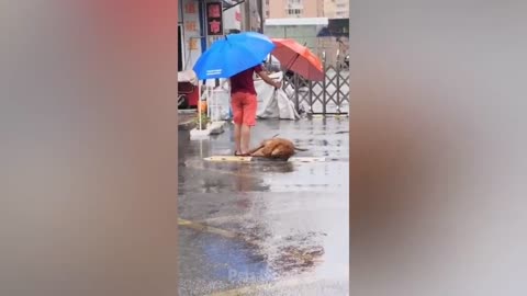 Unleashing the laughter - Crazy compilation of funny animals videos