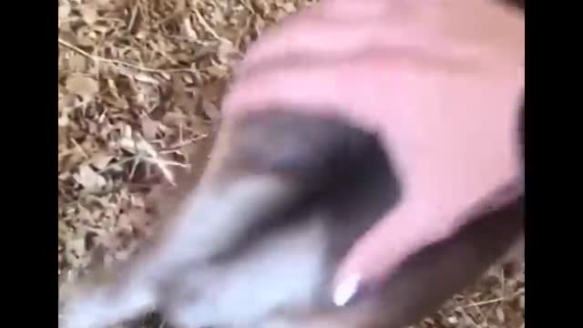 Horse SOO Cute! Cute And funny horse Videos Compilation cute moment #22