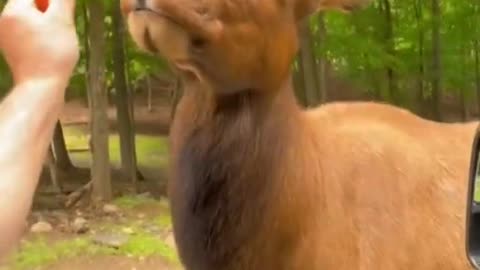 Man doing fun with deer