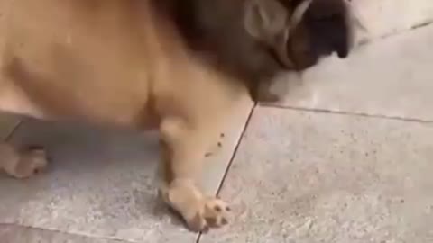 Funny dog video